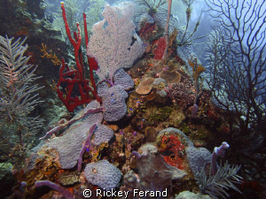 The Aquarium dive site off Long Caye, Belize by Rickey Ferand 